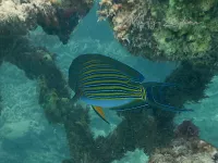 Gestreepte Doktersvis [Acanthurus lineatus]